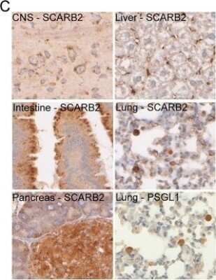 Immunohistochemistry: LIMPII/SR-B2 Antibody [NB400-129]